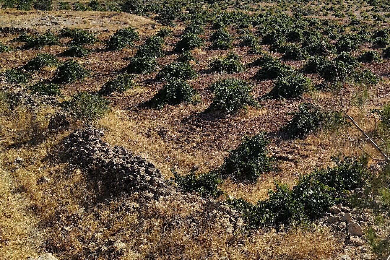 Midyat’ın eteklerinde, toprağa yayılan geleneksel asmalar ve kuru taş duvarlar